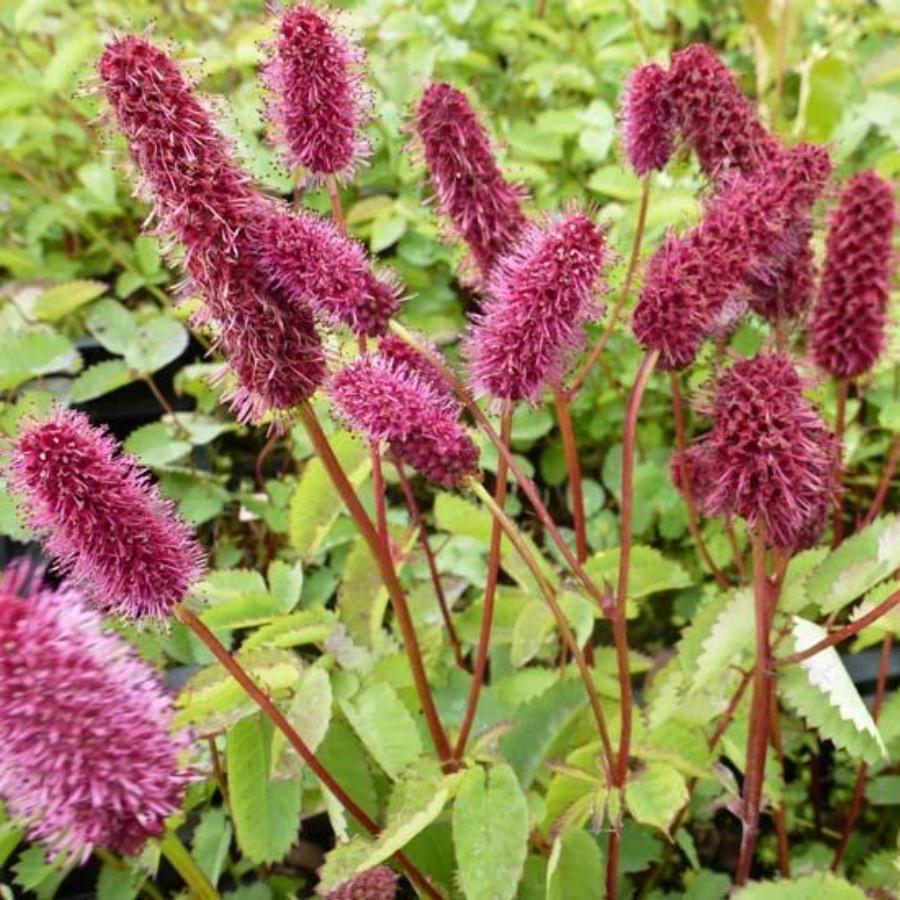 Heirloom Non-GMO Menzies Burnet Flower Seeds for Planting – Hardy Pollinator Blooms - Non-GMO for planting in home garden